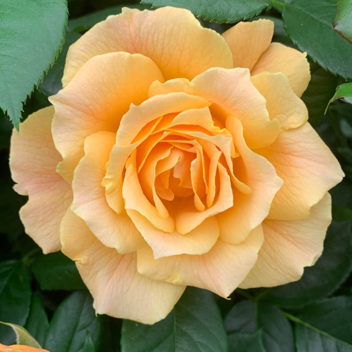 Rose Henrietta Barnet 4L Pot NGW