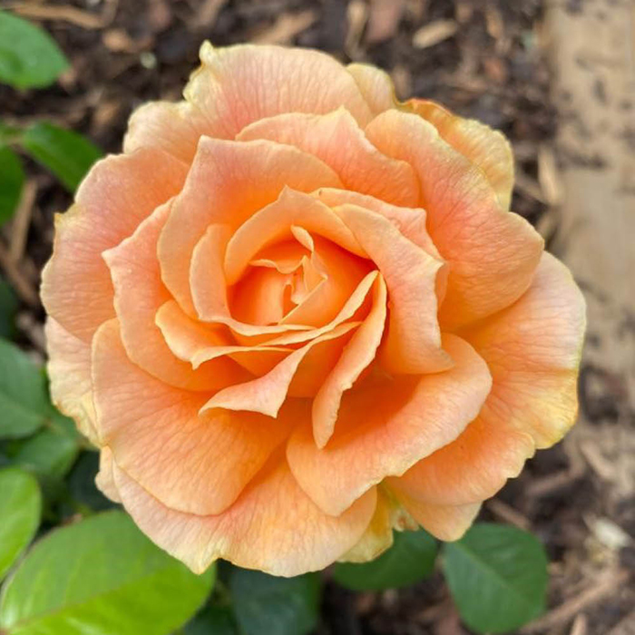 Rose Henrietta Barnet 4L Pot NGW