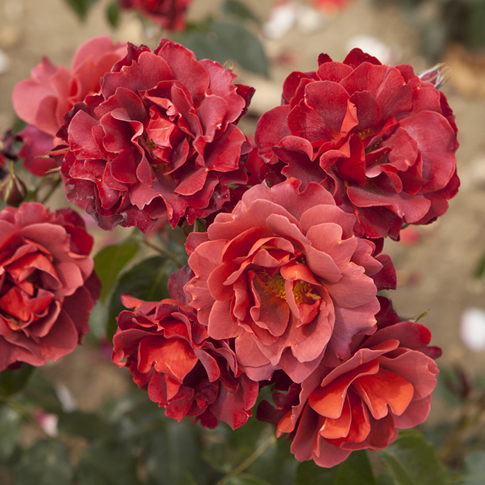 Rose Hot Chocolate 4L pot (ROTY 2006) NGW