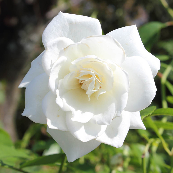Rose Snow White 4L pot NGW