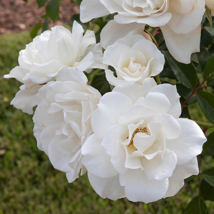 Rose Snow White 4L pot NGW