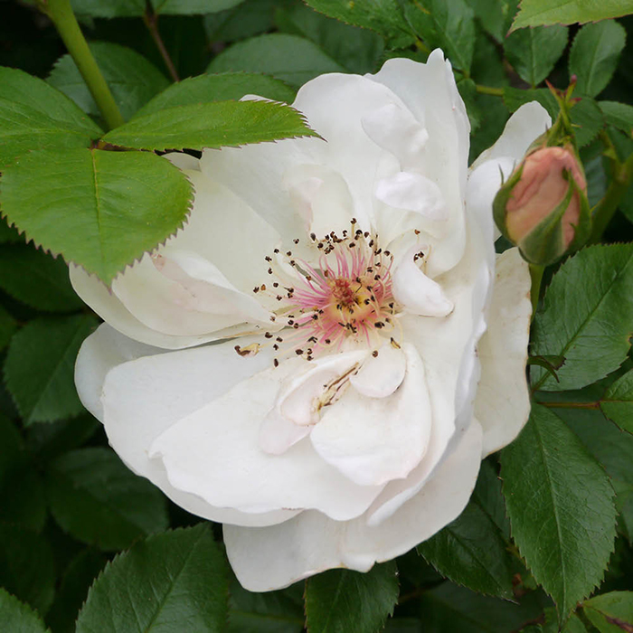 Rose Patrick's Rose 4L Pot NGW