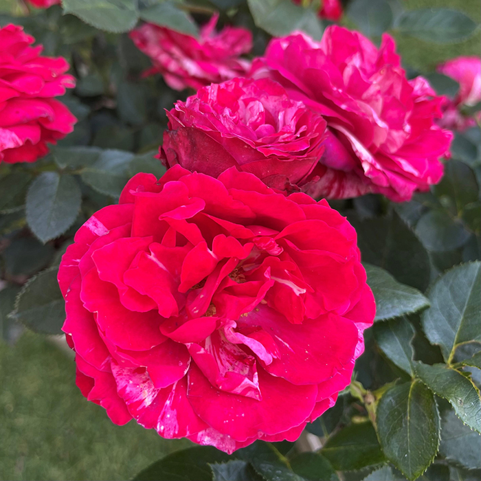 Rose Precious Memories 4L pot C NGW