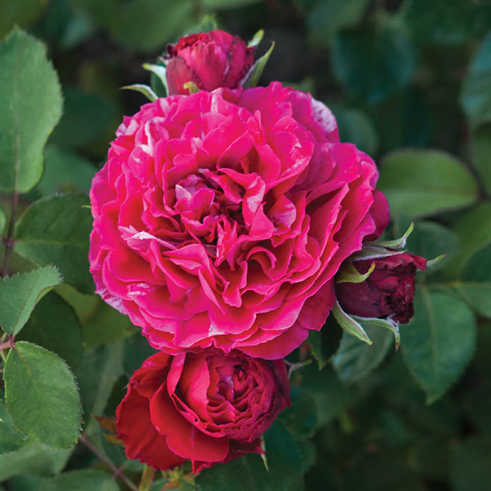 Rose Precious Memories 4L pot C NGW