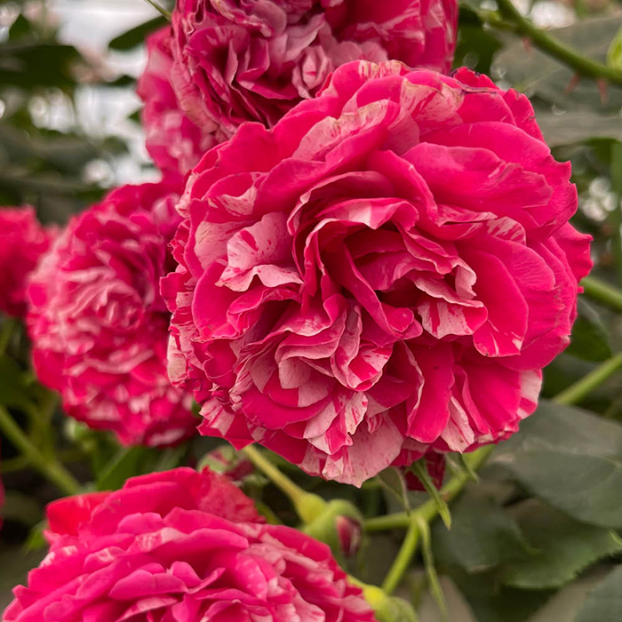 Rose Duke of Edinburgh 4L Pot NGW