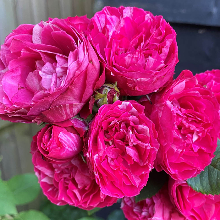 Rose Duke of Edinburgh 4L Pot NGW