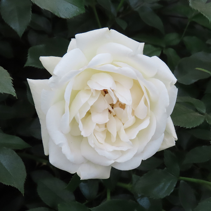 Rose Lady Carnarvon 4L Pot NGW