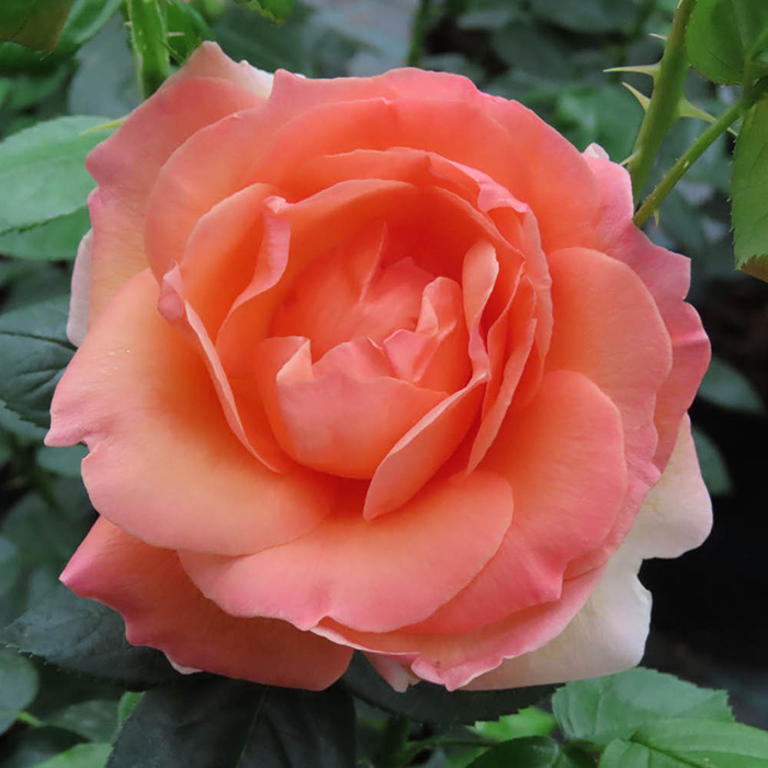 Rose Lady Marmalade 4L pot NGW