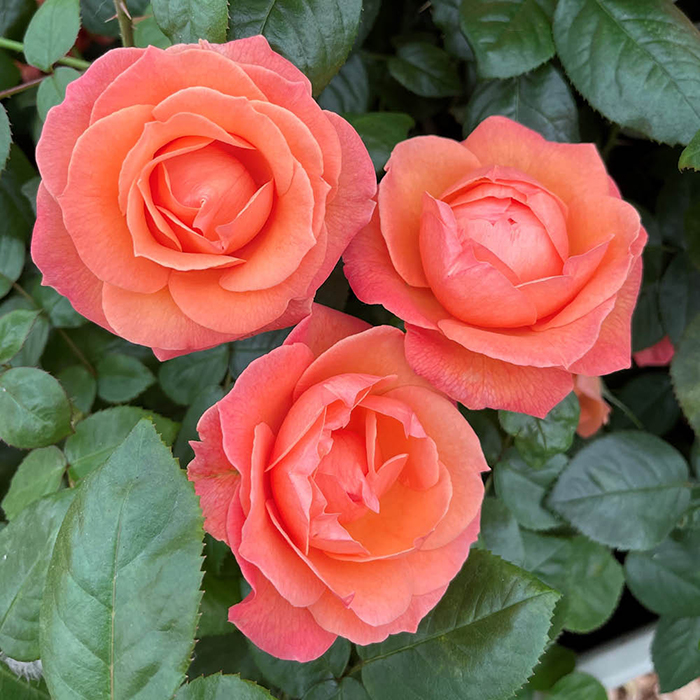 Rose Lady Marmalade 4L pot NGW