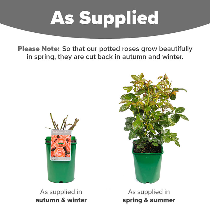 Rose Lady Marmalade 4L pot NGW