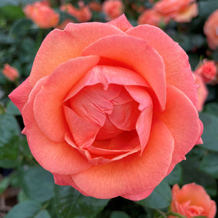 Rose Brenda's Rose 4L Pot NGW