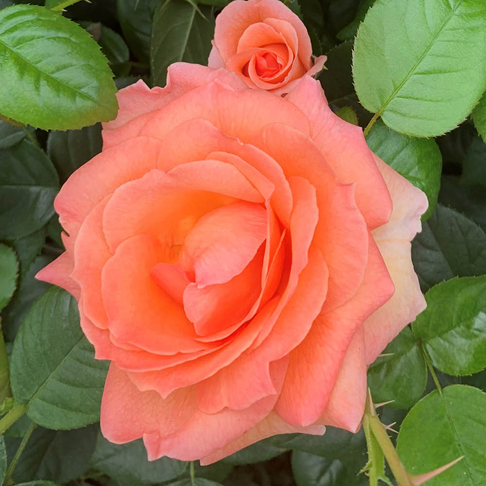 Rose Brenda's Rose 4L Pot NGW