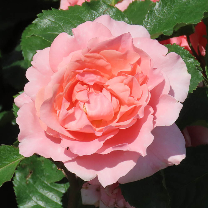 Rose The Princess Bella 4L pot NGW