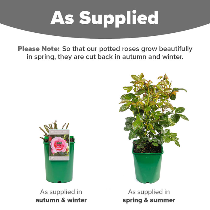 Rose The Princess Bella 4L pot NGW