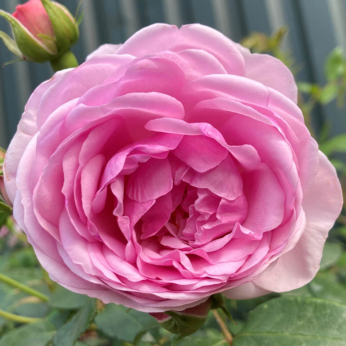 Rose The Menopause Charity 4L pot C NGW