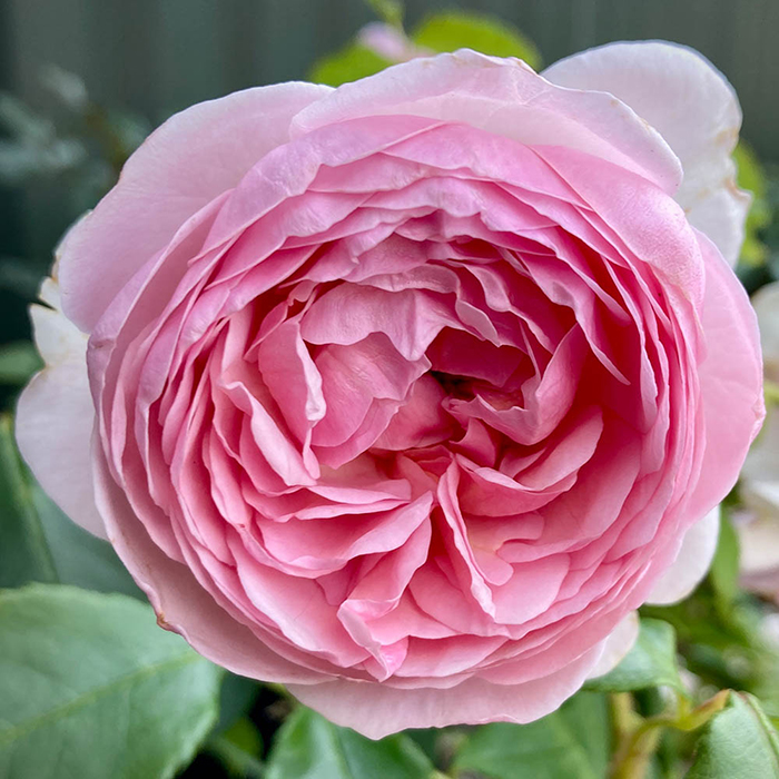 Rose The Menopause Charity 4L pot C NGW