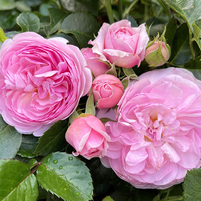 Rose The Menopause Charity 4L pot C NGW