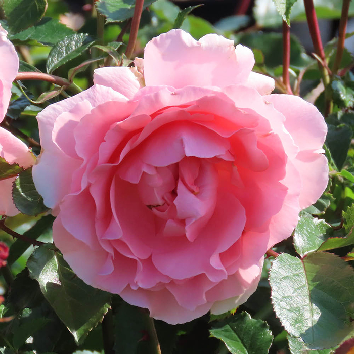 Rose Kathleen's Rose 4L Pot NGW