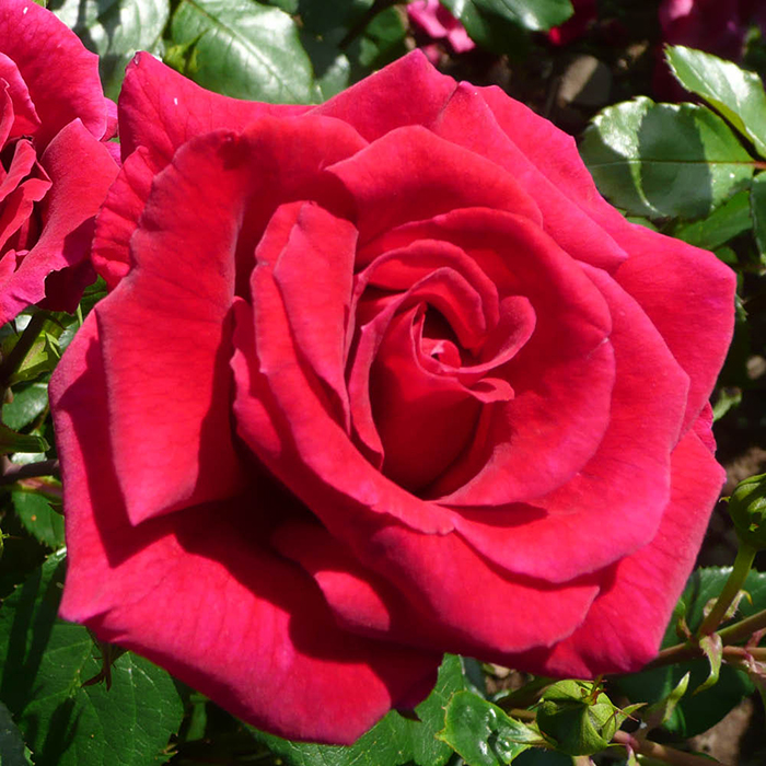 Rose Lovestruck 4L pot (ROTY 2018) NGW