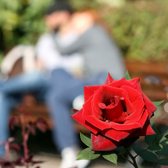 Rose Lovestruck 4L pot (ROTY 2018) NGW