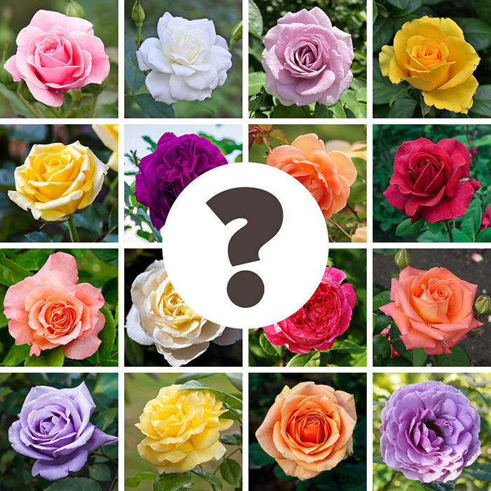 Rose Nurseryman's Choice 4L Pot NGW