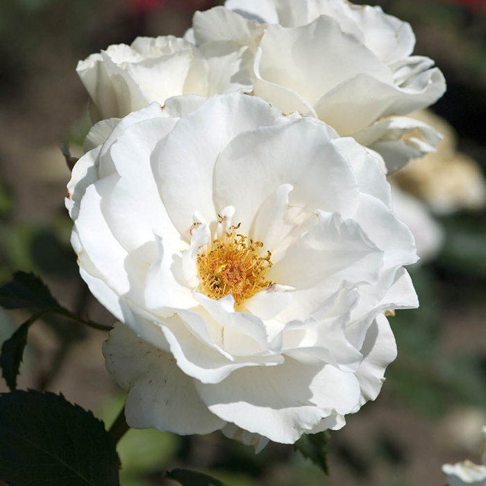 Rose Todd's Rose 4L Pot NGW