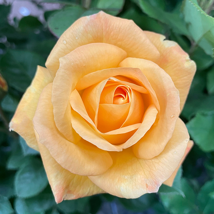 Rose A Faithful Friend 4L pot NGW