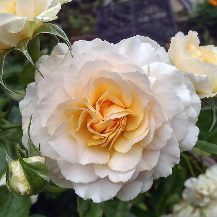 Rose Marjorie Marshall 4L pot NGW