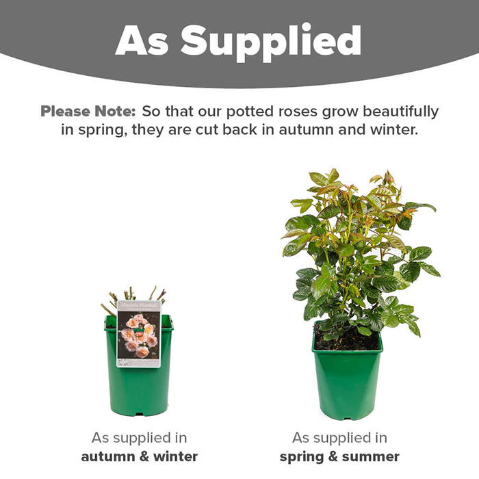 Rose Marjorie Marshall 4L pot NGW