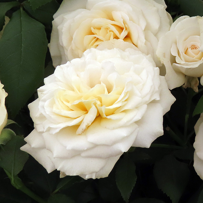 Rose Rebecca's Rose 4L Pot NGW