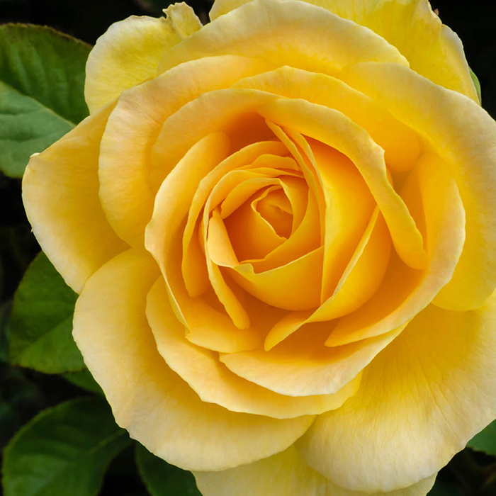 Rose Our John 4L pot NGW