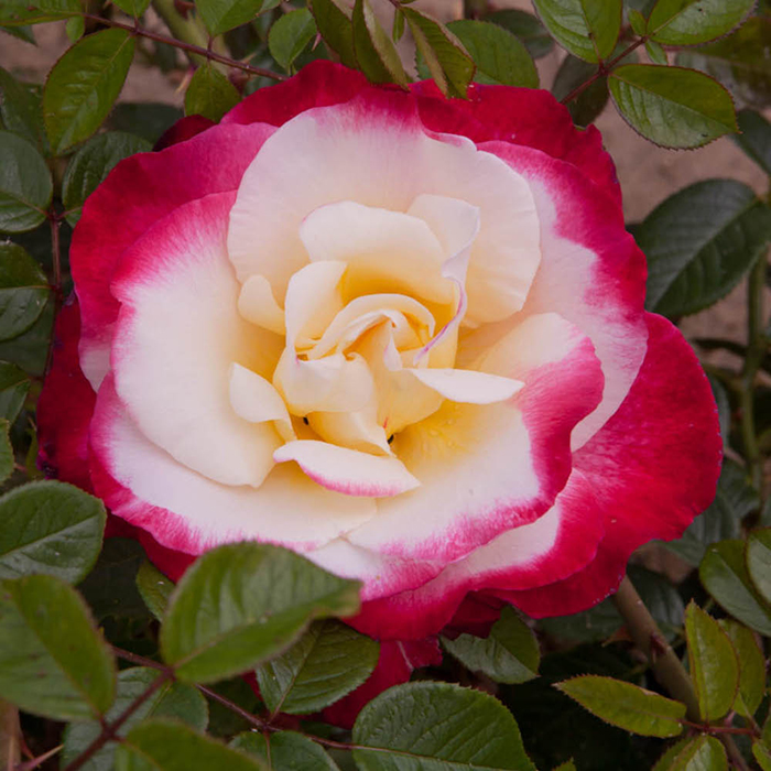 Rose Nostalgia 4L pot NGW