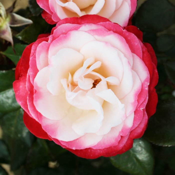 Rose Nostalgia 4L pot NGW