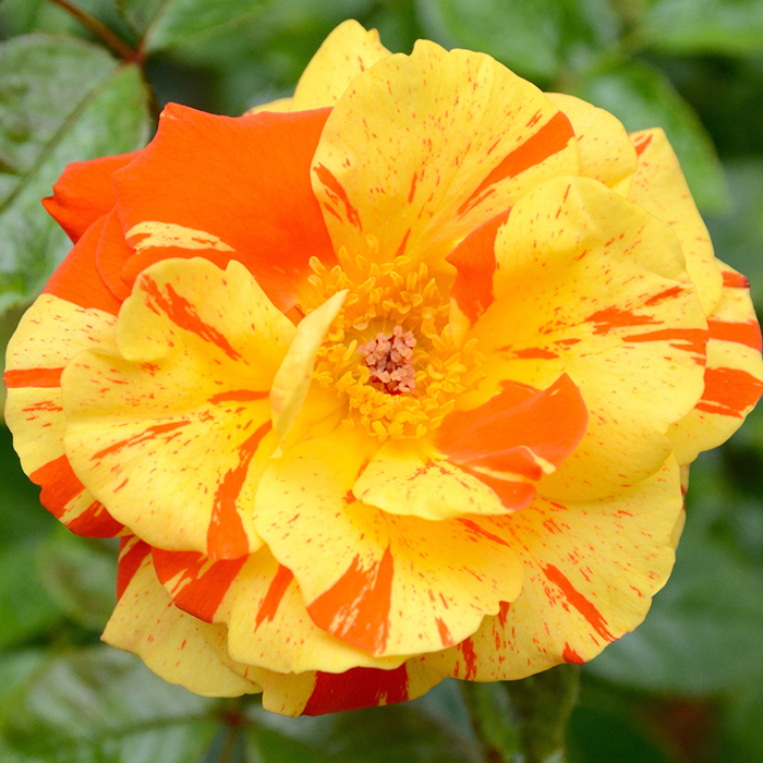 Rose Oranges & Lemons (Papagena) 4L pot NGW