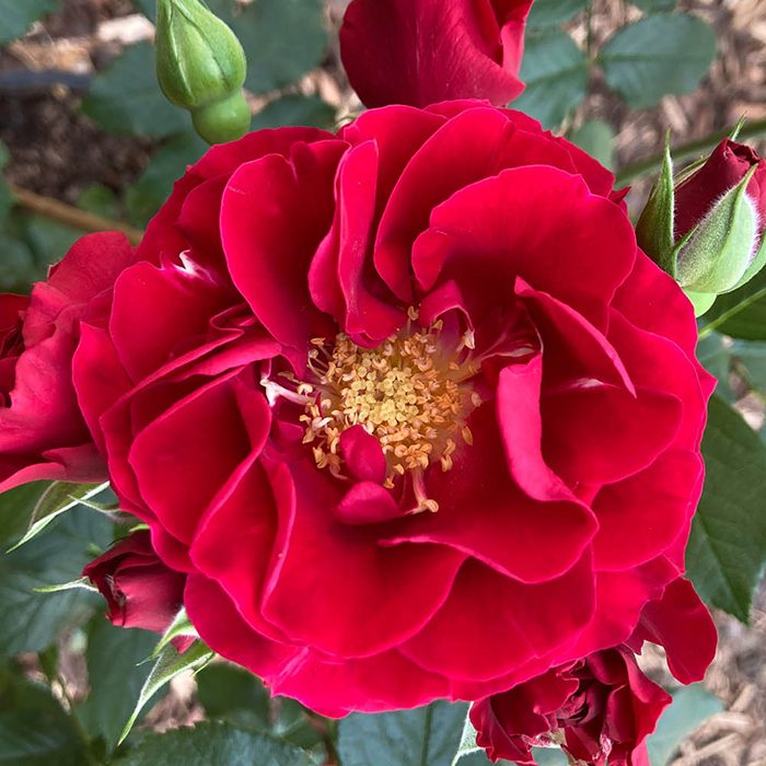 Rose Paisley Abbey 4L Pot NGW