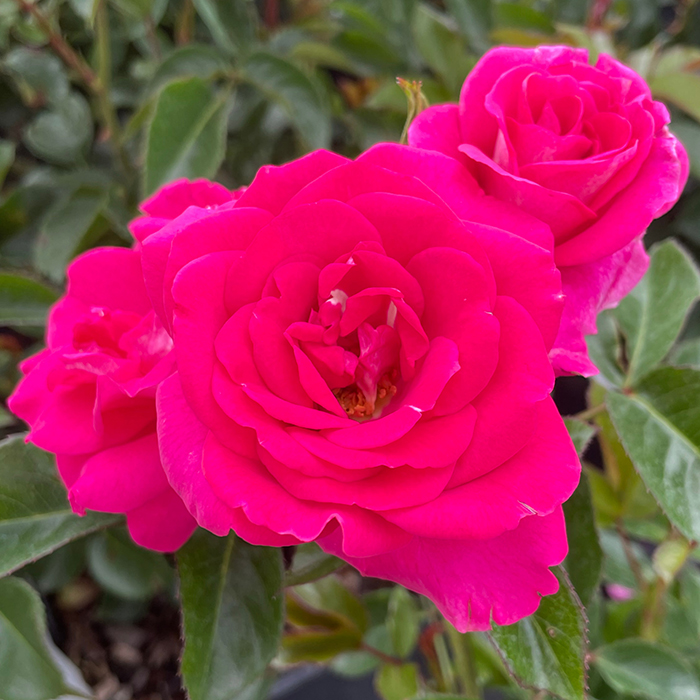 Rose Perfect Match 4L pot NGW