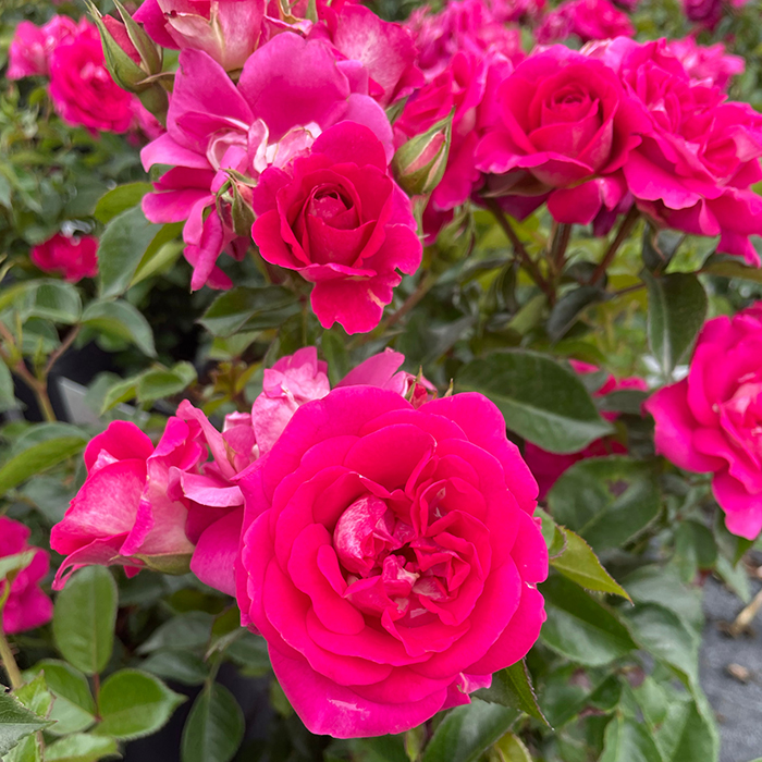Rose Perfect Match 4L pot NGW