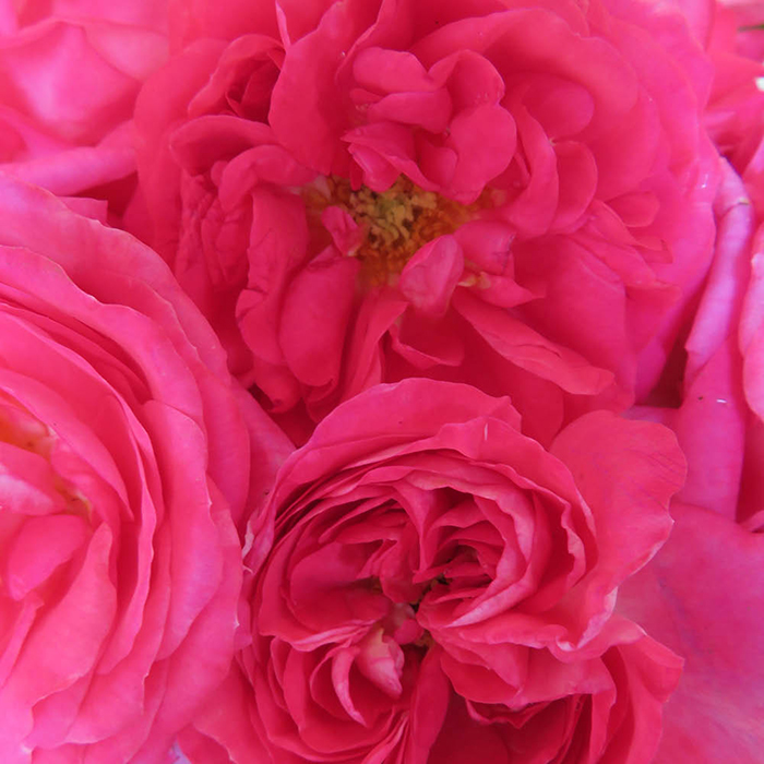 Rose Elizabeth's Rose 4L pot NGW