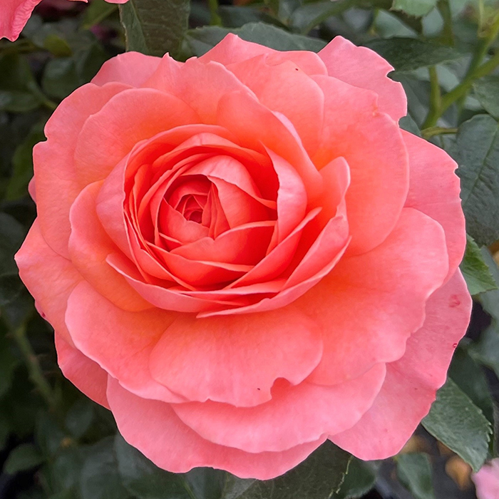 Rose Spirit In The Sky 4L pot NGW