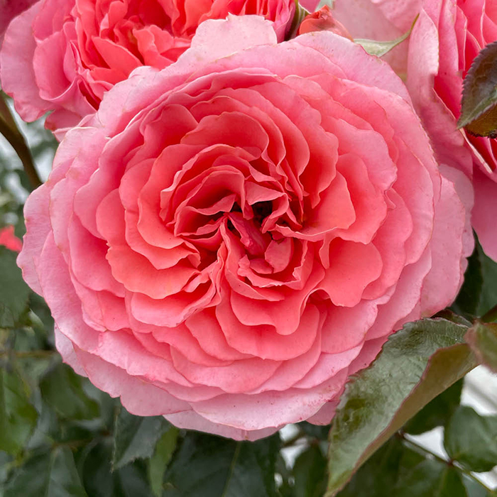 Rose Spirit In The Sky 4L pot NGW