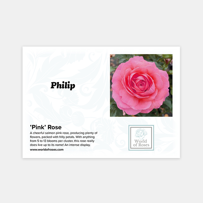 Rose Pink 4L pot NGW