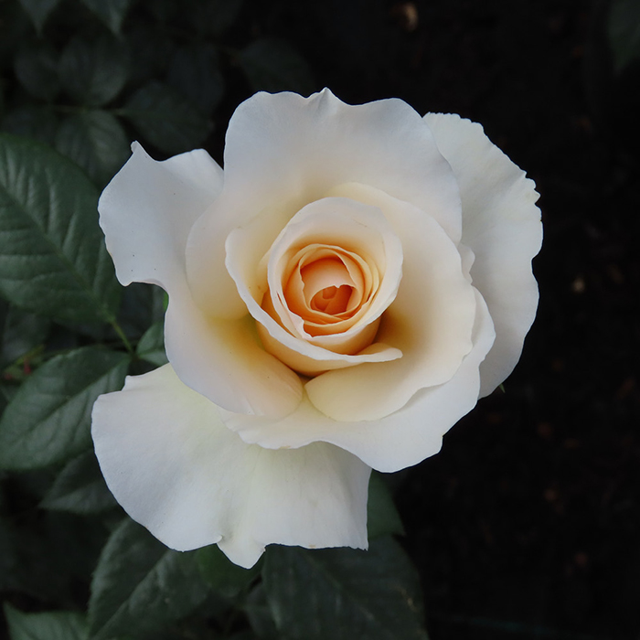 Rose Cotton Wedding 2nd Anniver. 4L NGW