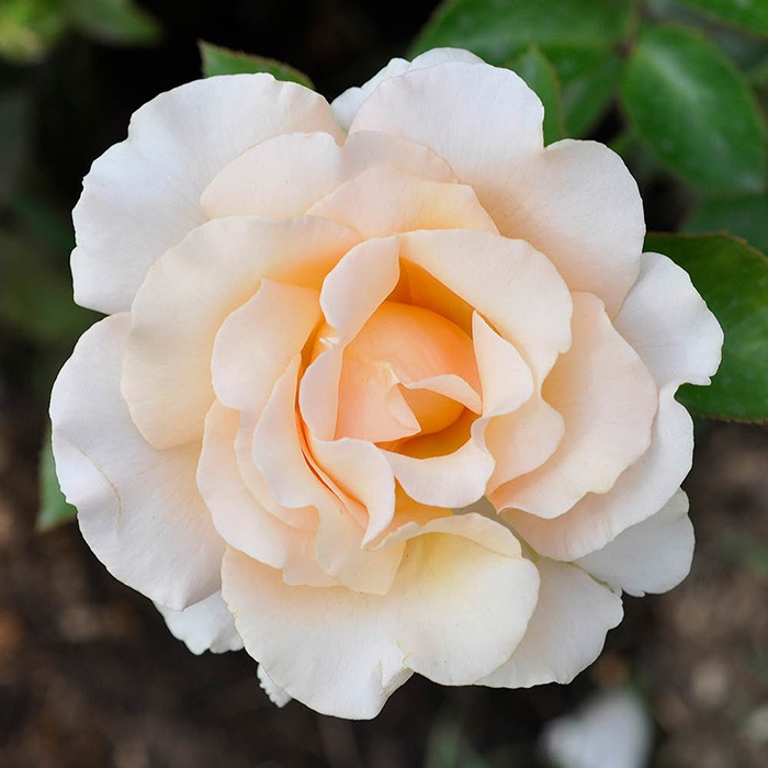 Rose Pride & Prejudice 4L pot C NGW