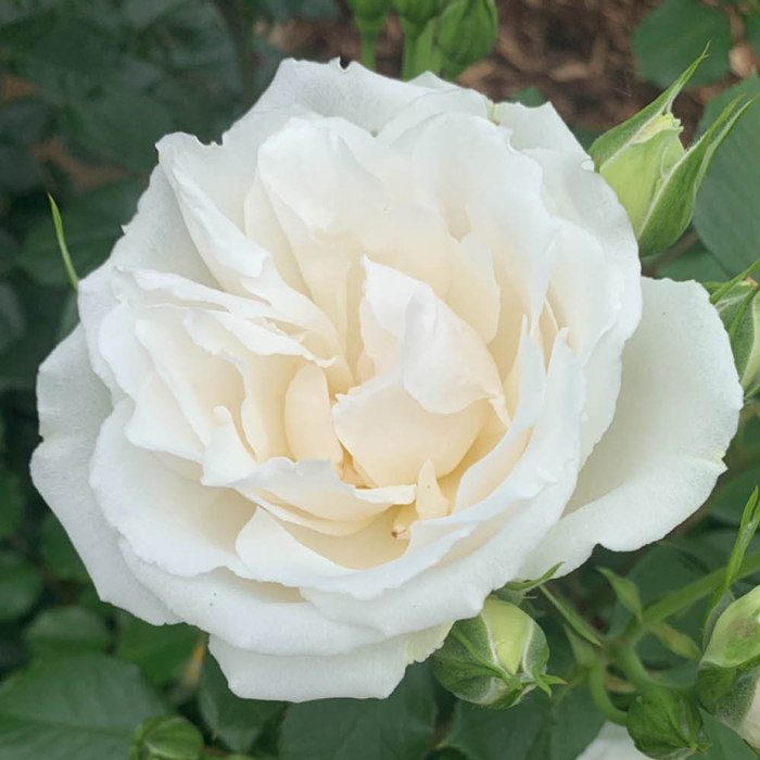 Rose Pride & Prejudice 4L pot C NGW