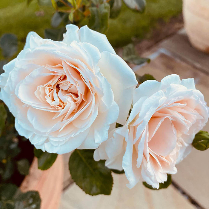 Rose Pride & Prejudice 4L pot C NGW