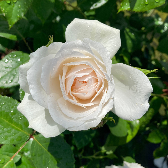 Rose With Love 4L pot NGW