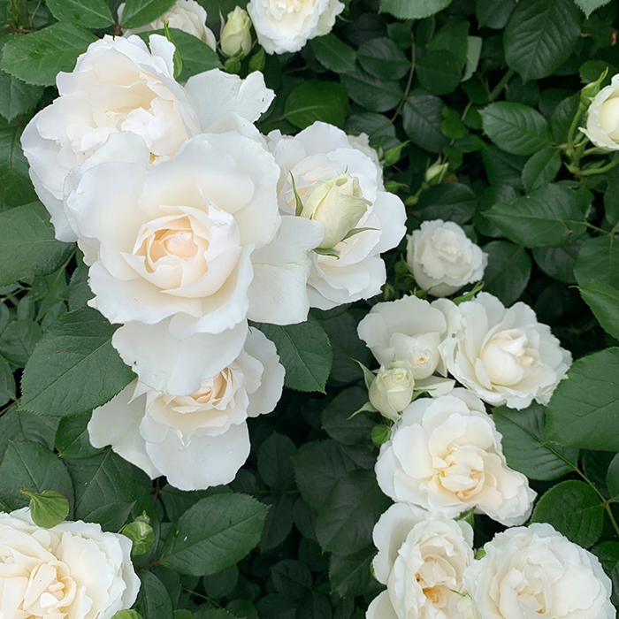 Rose With Love 4L pot NGW