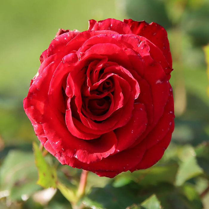 Rose The England Rugby Rose 4L pot C NGW