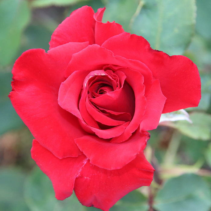 Rose The England Rugby Rose 4L pot C NGW