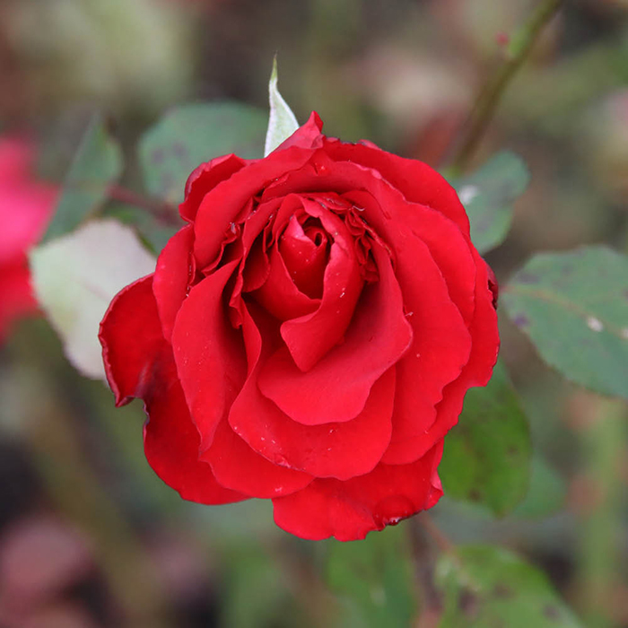 Rose Adam's Rose 4L Pot NGW